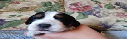 English Springer Spaniel dogs for sale: Amy - Ad 7