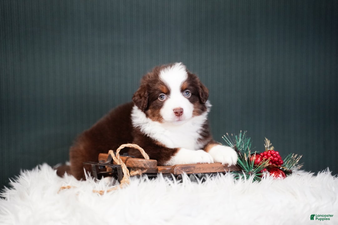Miniature Australian Shepherd dogs for sale: Bentley - Ad 3