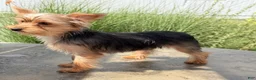 Yorkshire Terrier dogs for sale: Archie - Ad 6
