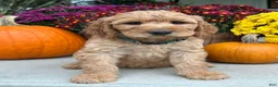 Irish Doodle dogs for sale: Cody - Ad 8