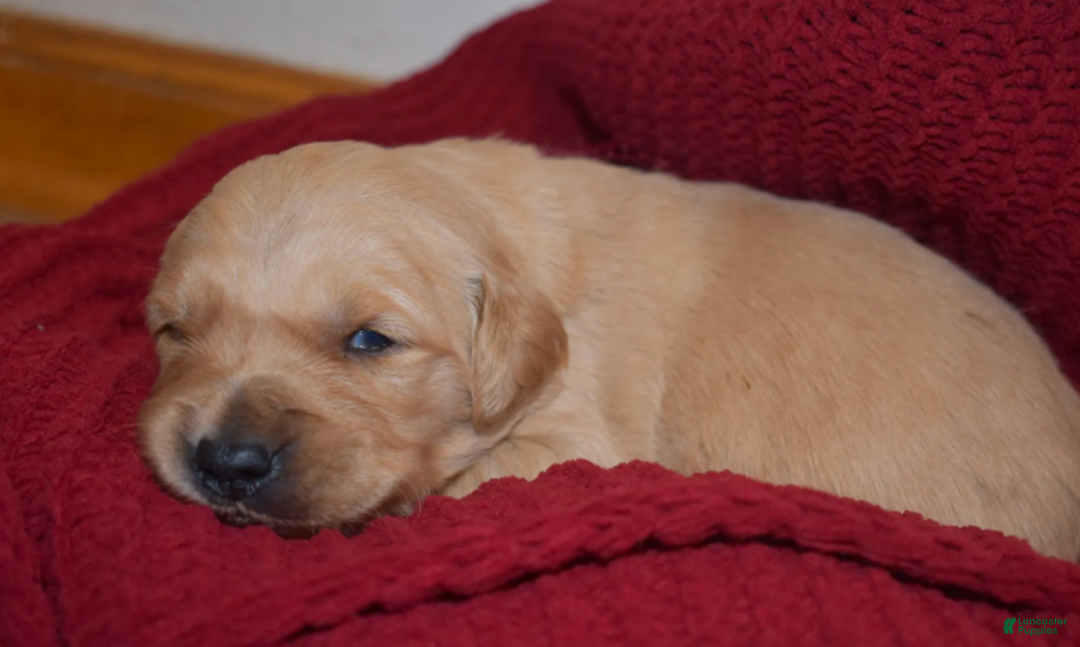 Golden Retriever dogs for sale: Ranger - Ad 17