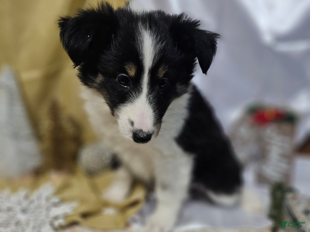 Shetland Sheepdog dogs for sale: Sugarplum - Ad 3