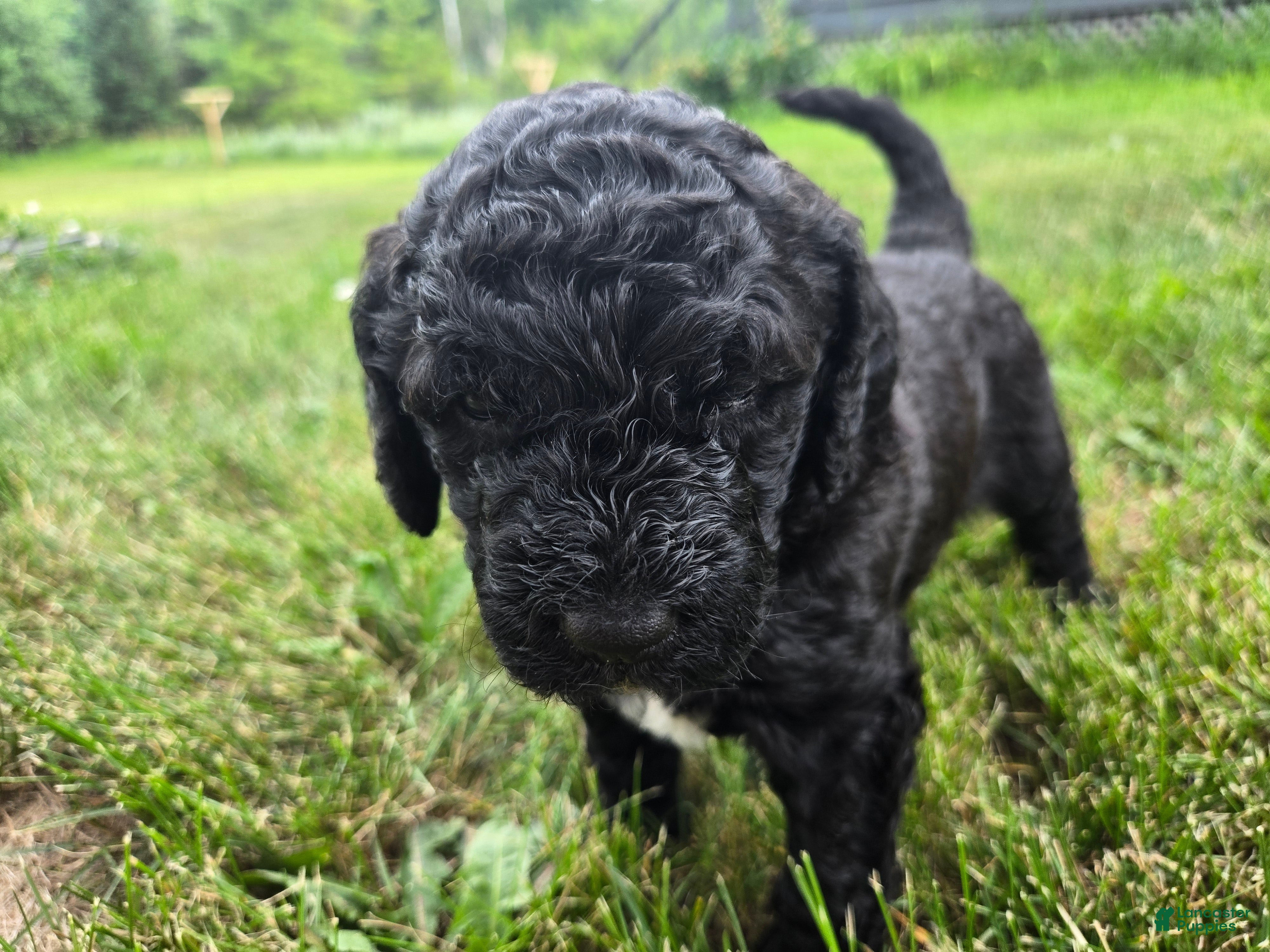 Newfypoo dogs Izze - Ad 6