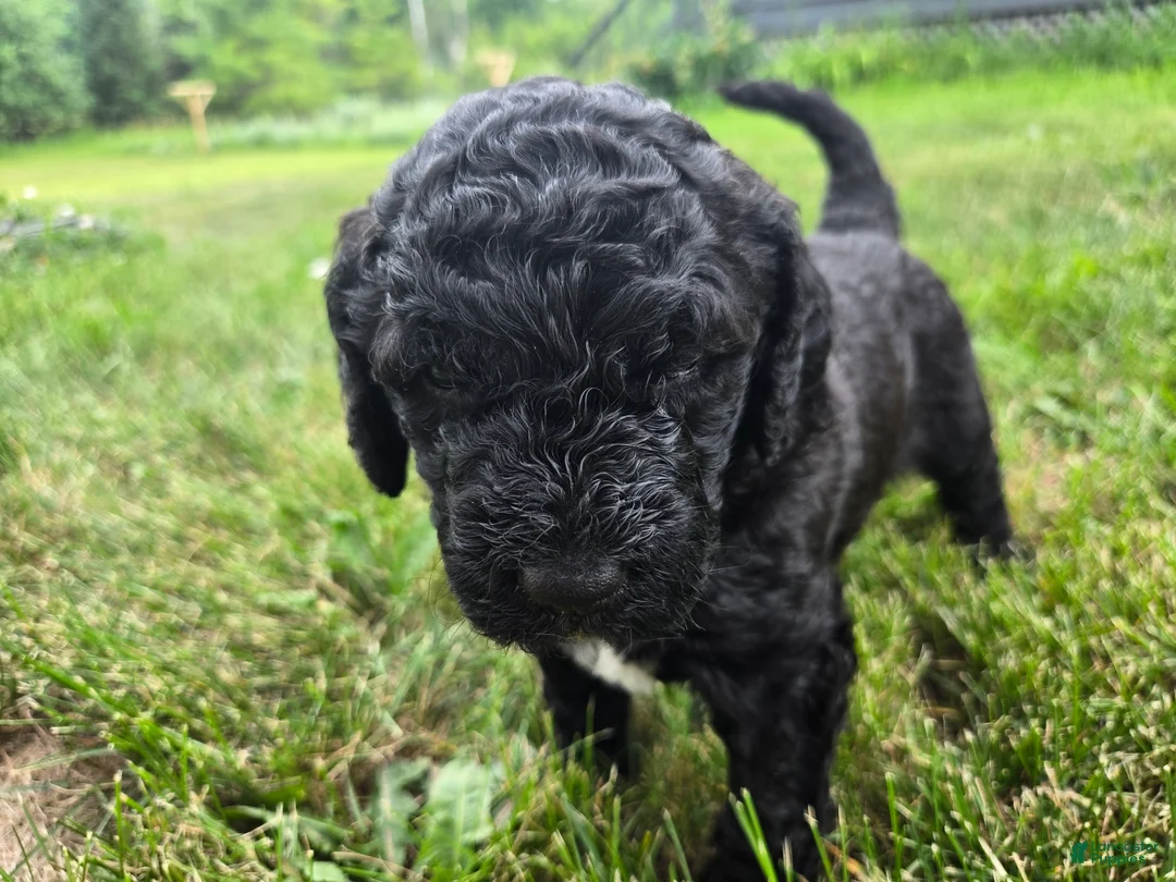 Newfypoo dogs for sale: Izze - Ad 2