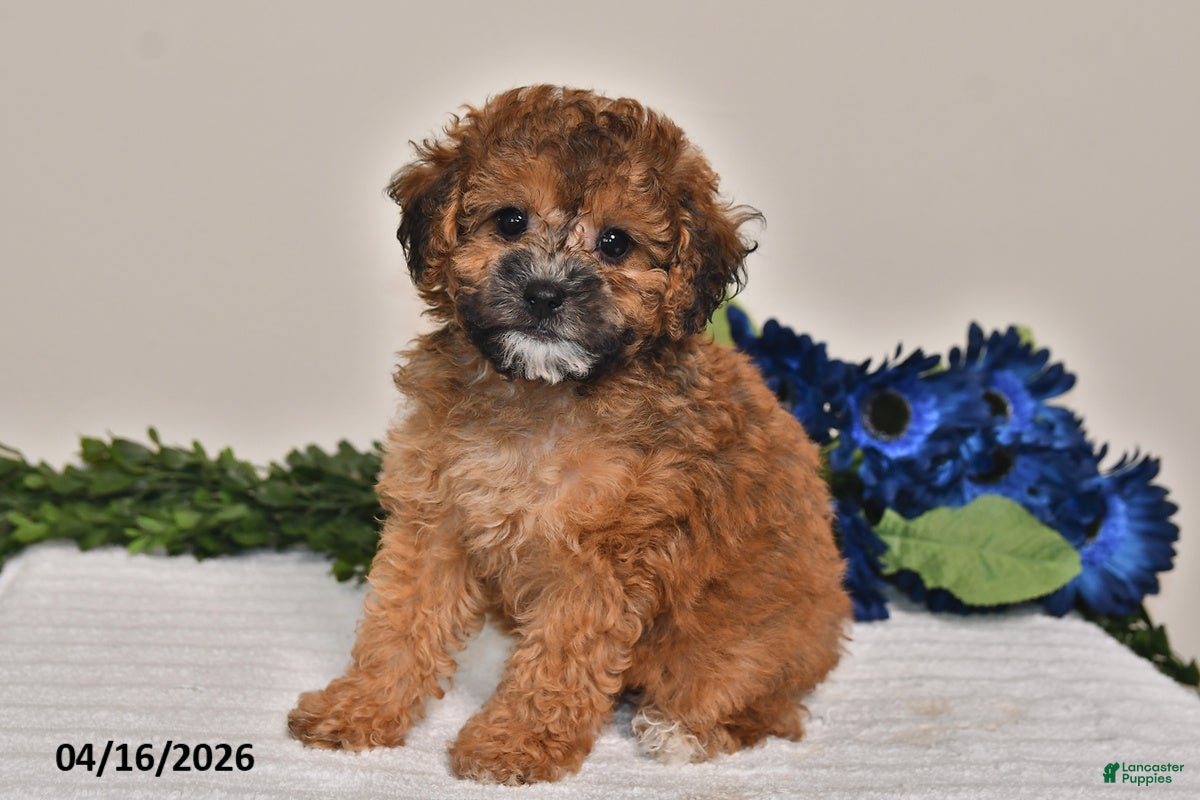 Miniature Poodle dogs Izzy - Ad 2