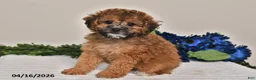 Miniature Poodle dogs for sale: Izzy - Ad 2