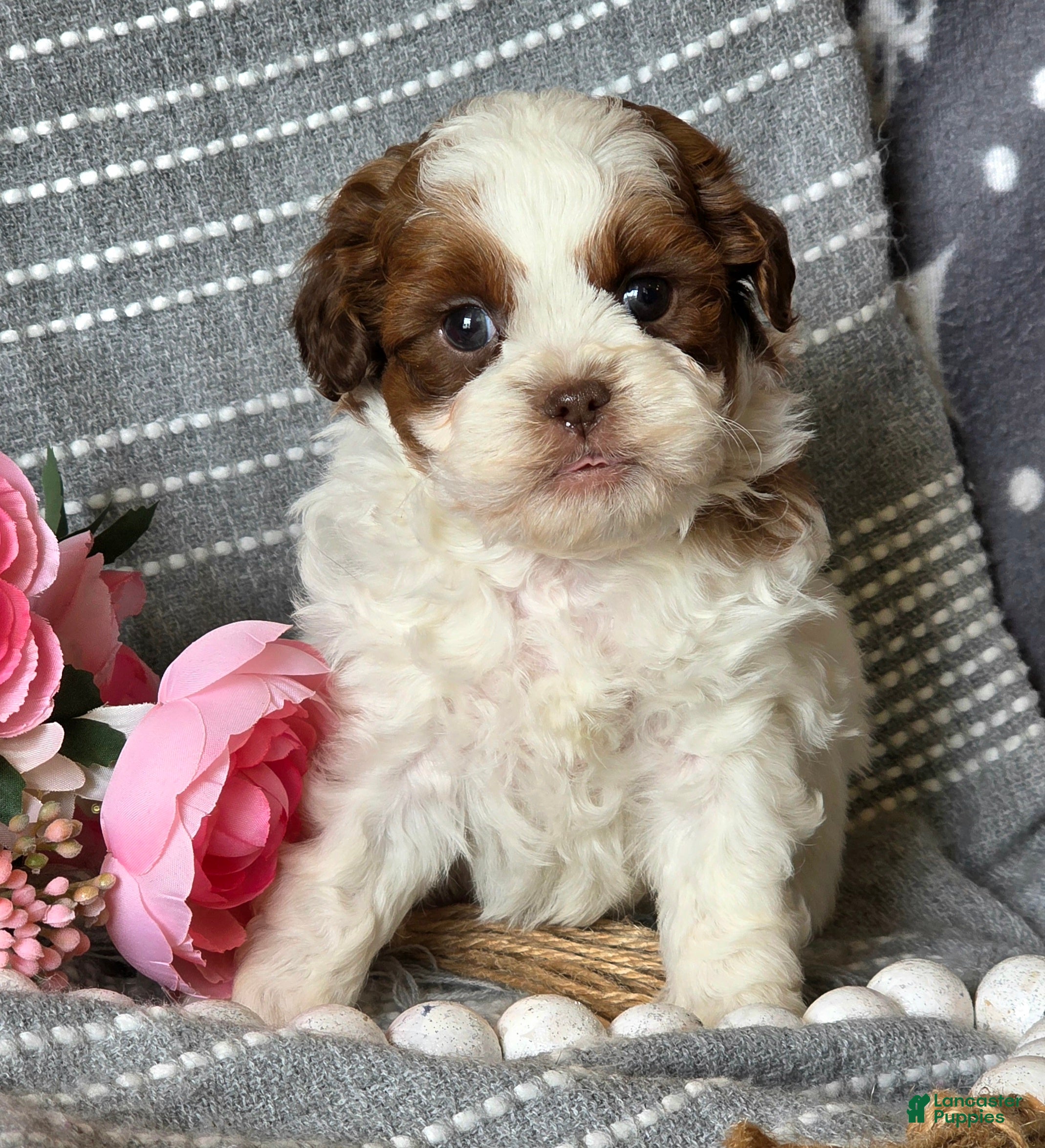 Shihpoo dogs Bobby - Ad 9