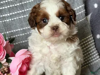 Shihpoo dogs Bobby - Ad 9