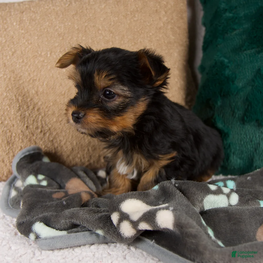 Yorkshire Terrier dogs for sale: Lance - Ad 4