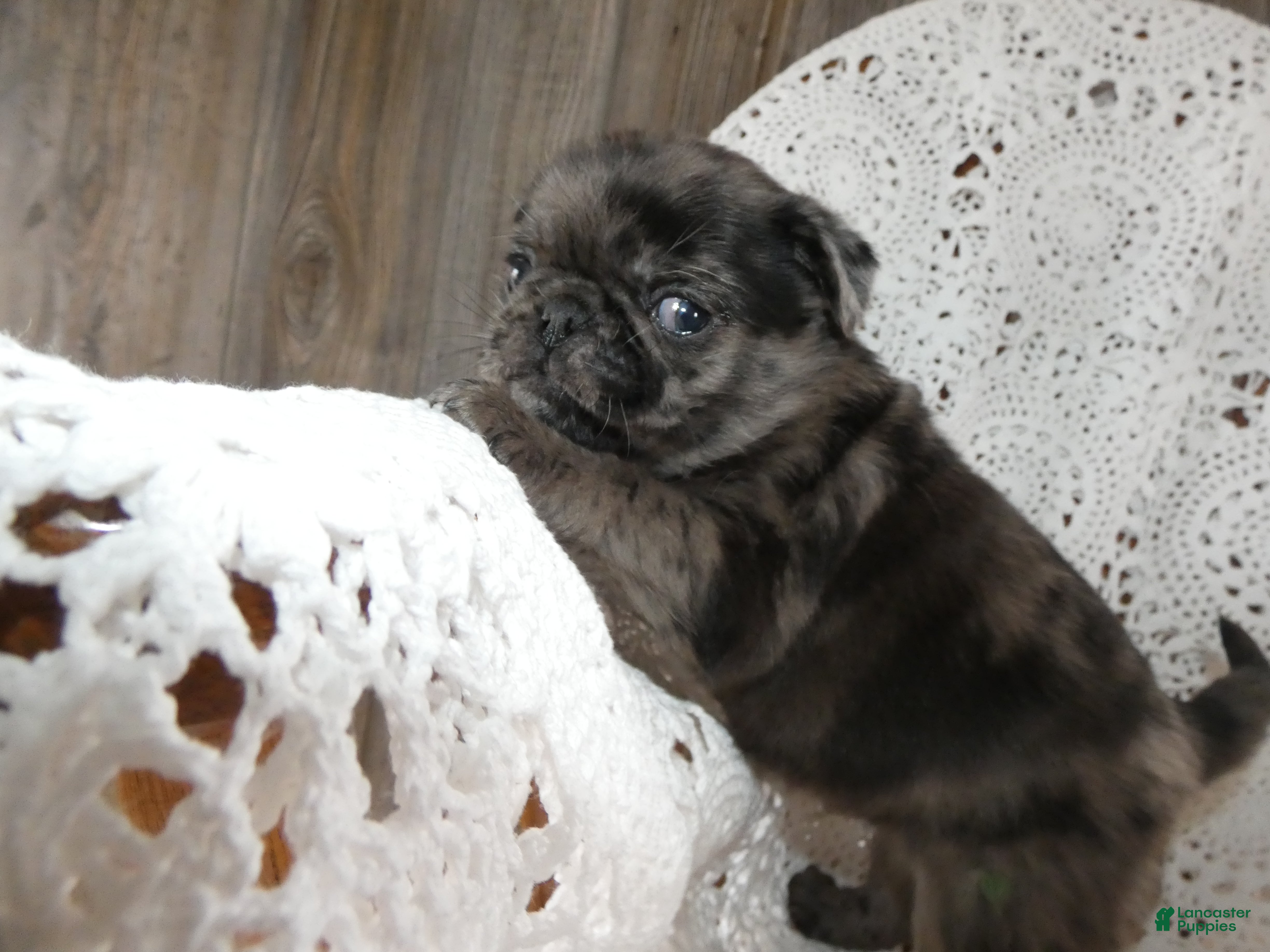 Pug dogs Pug Puppy 2 Maxwell - Ad 21