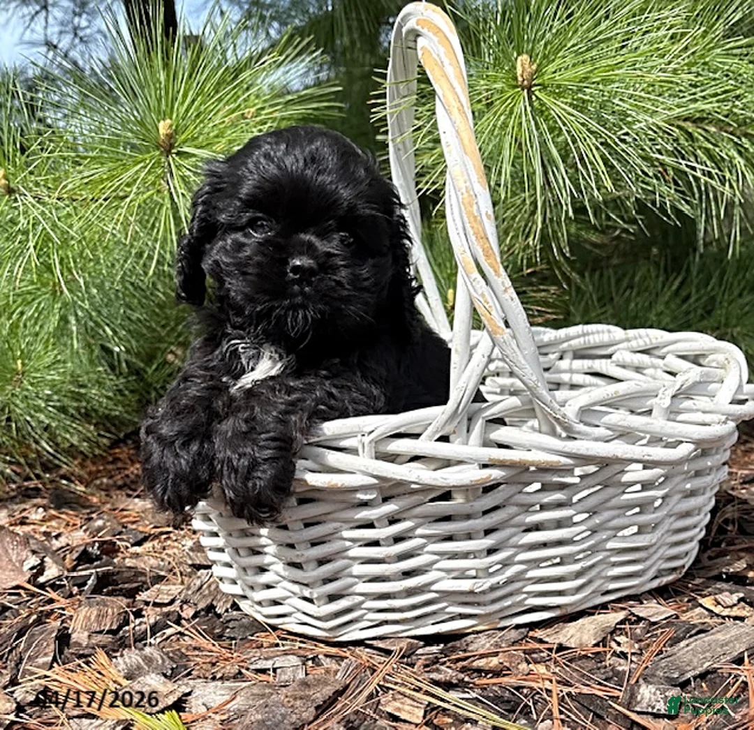Cocker Spaniel dogs for sale: Dolly - Ad 2