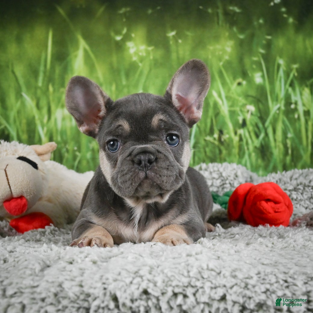 French Bulldog dogs Melody - Ad 1