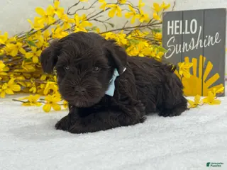 Miniature Schnauzer dogs Nova Male 1 liver color - Ad 16