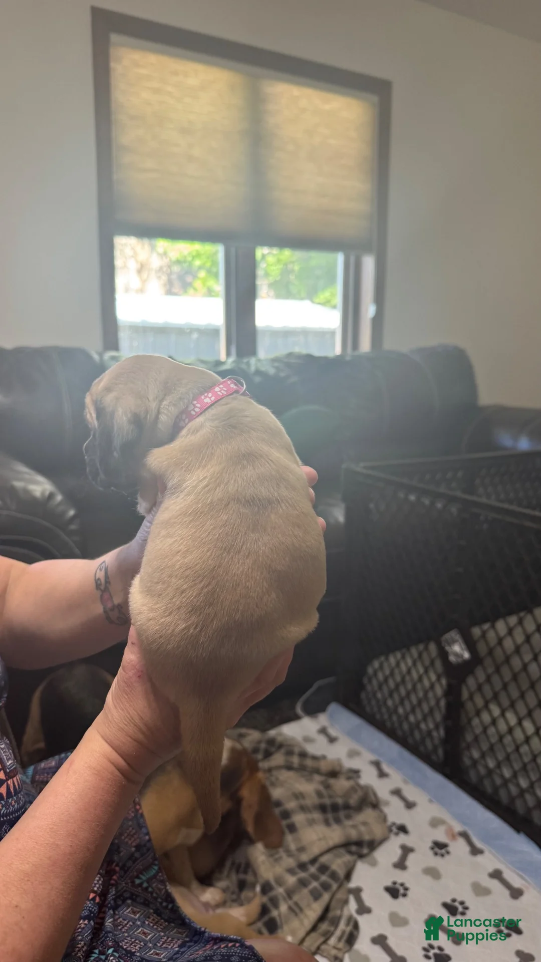 Puggle dogs for sale: Light pink collar  - Ad 2