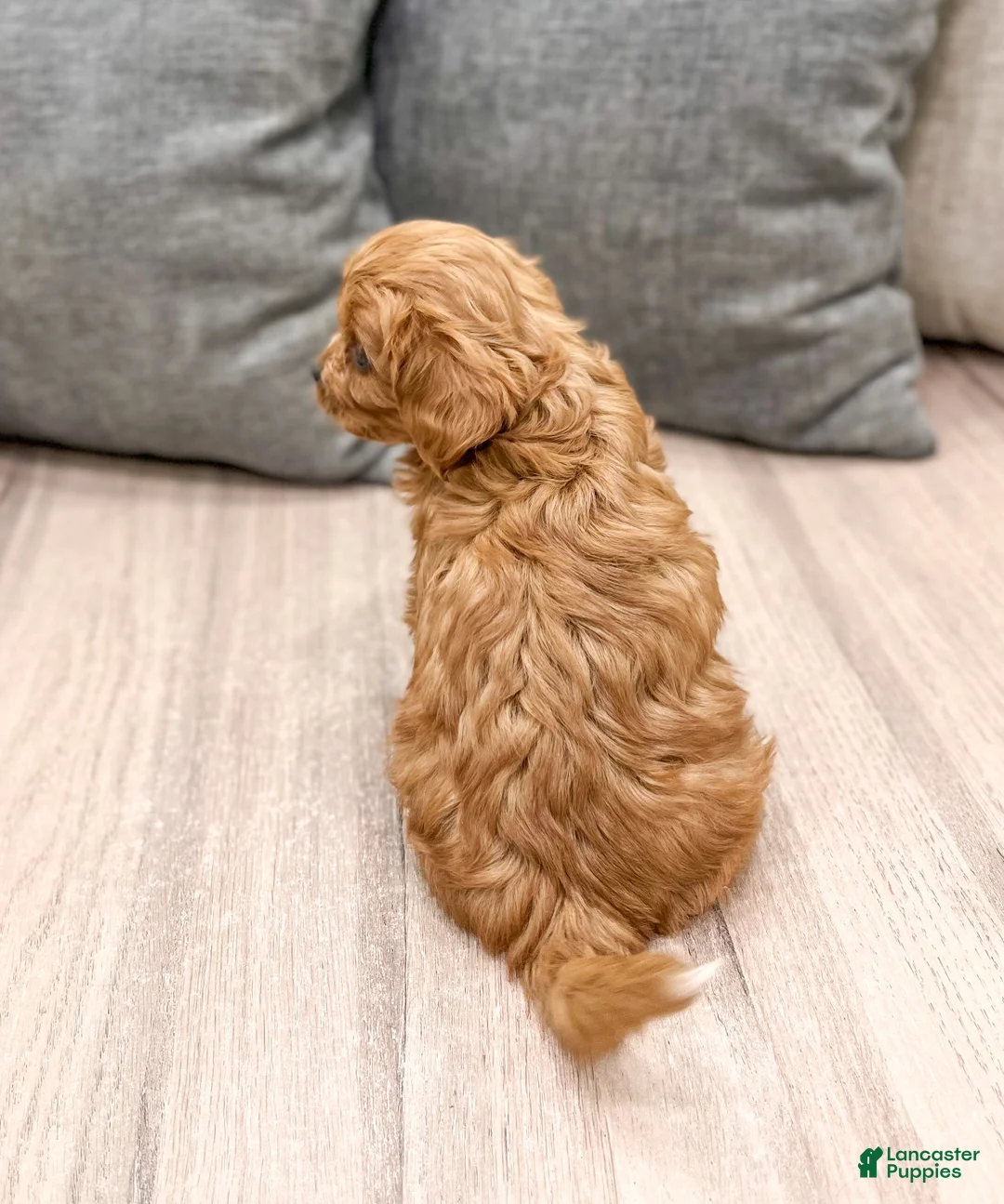 Cavapoo dogs for sale: Rocket - Ad 5