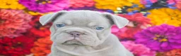 French Bulldog dogs for sale: Charlotte - Ad 4