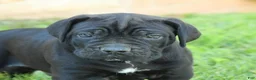 Cane Corso dogs for sale: Dallas - Ad 5