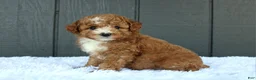 Miniature Poodle dogs for sale: AKC Blaze - Ad 4