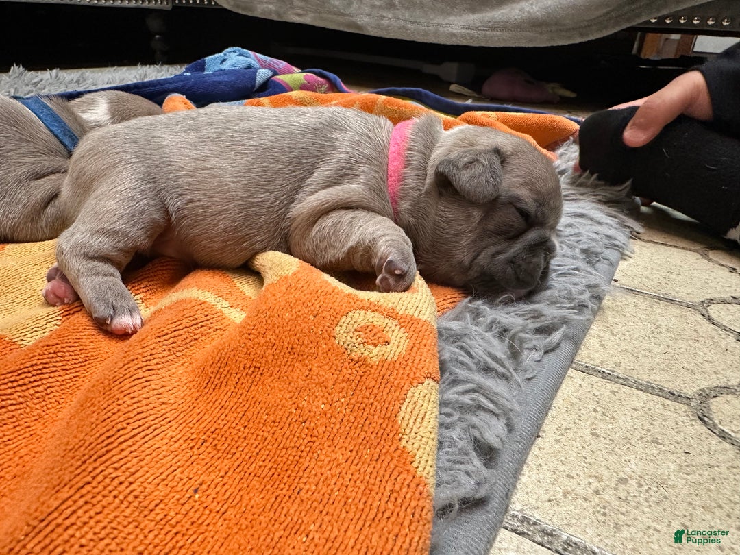 French Bulldog dogs for sale: Princess - Ad 6