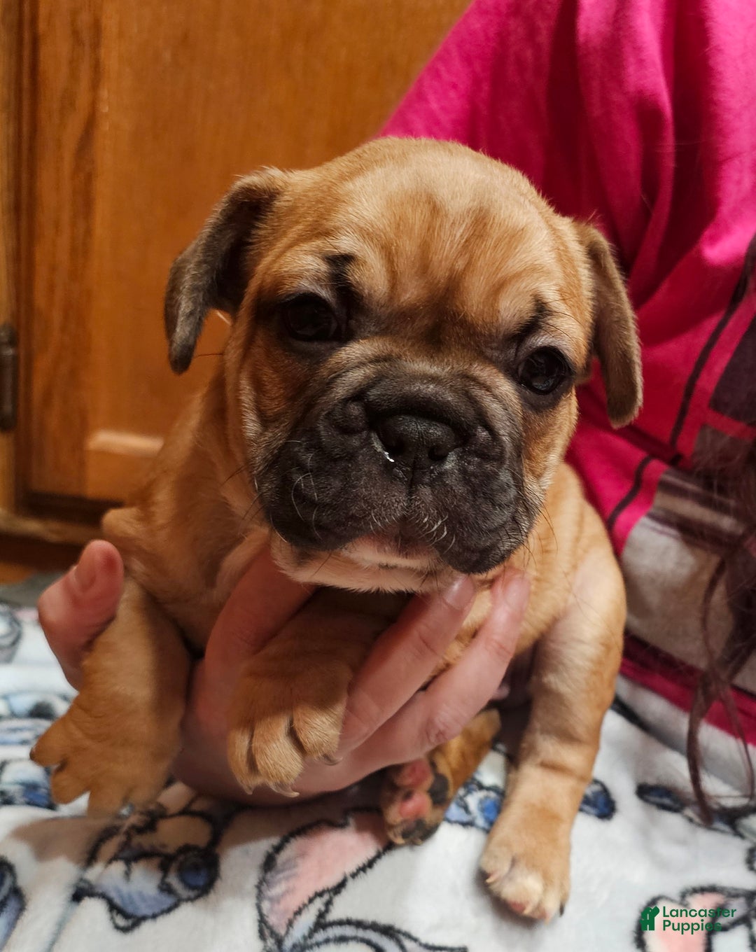 French Bulldog dogs for sale: Tank - Ad 2