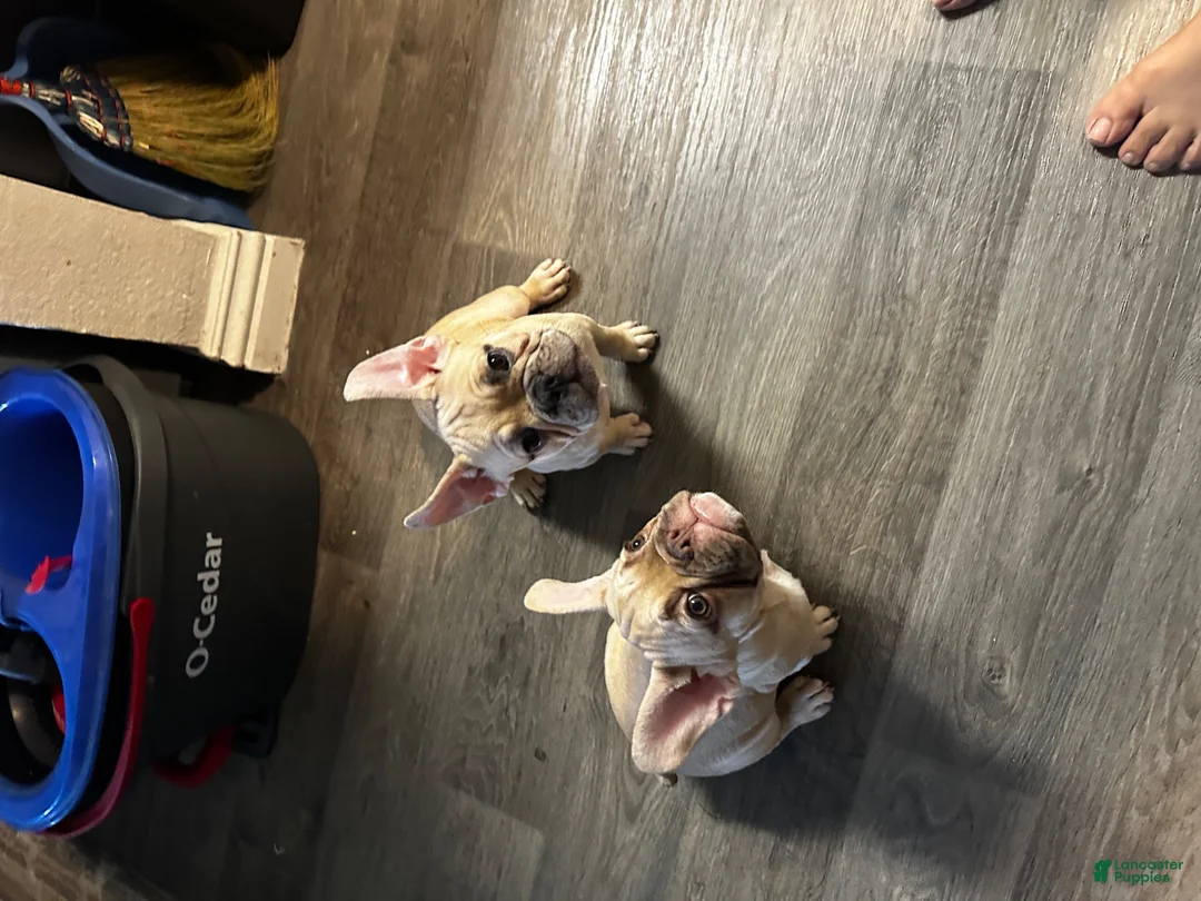 French Bulldog dogs for sale: French Bulldog 1 - Ad 2