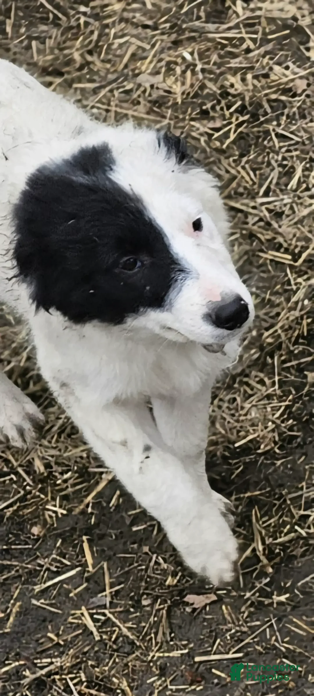 Border Collie dogs for sale: Divvy - Ad 8