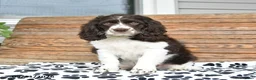 Mixed Breed dogs for sale: Patches - Ad 3