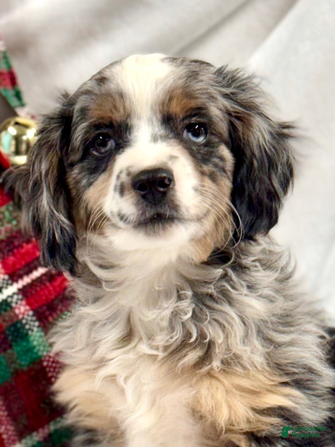 Mini Aussiedoodle dogs for sale: Kringle - Ad 1