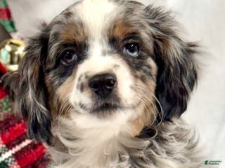 Mini Aussiedoodle dogs Kringle - Ad 36