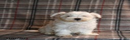Maltese dogs for sale: Ricotta - Ad 2