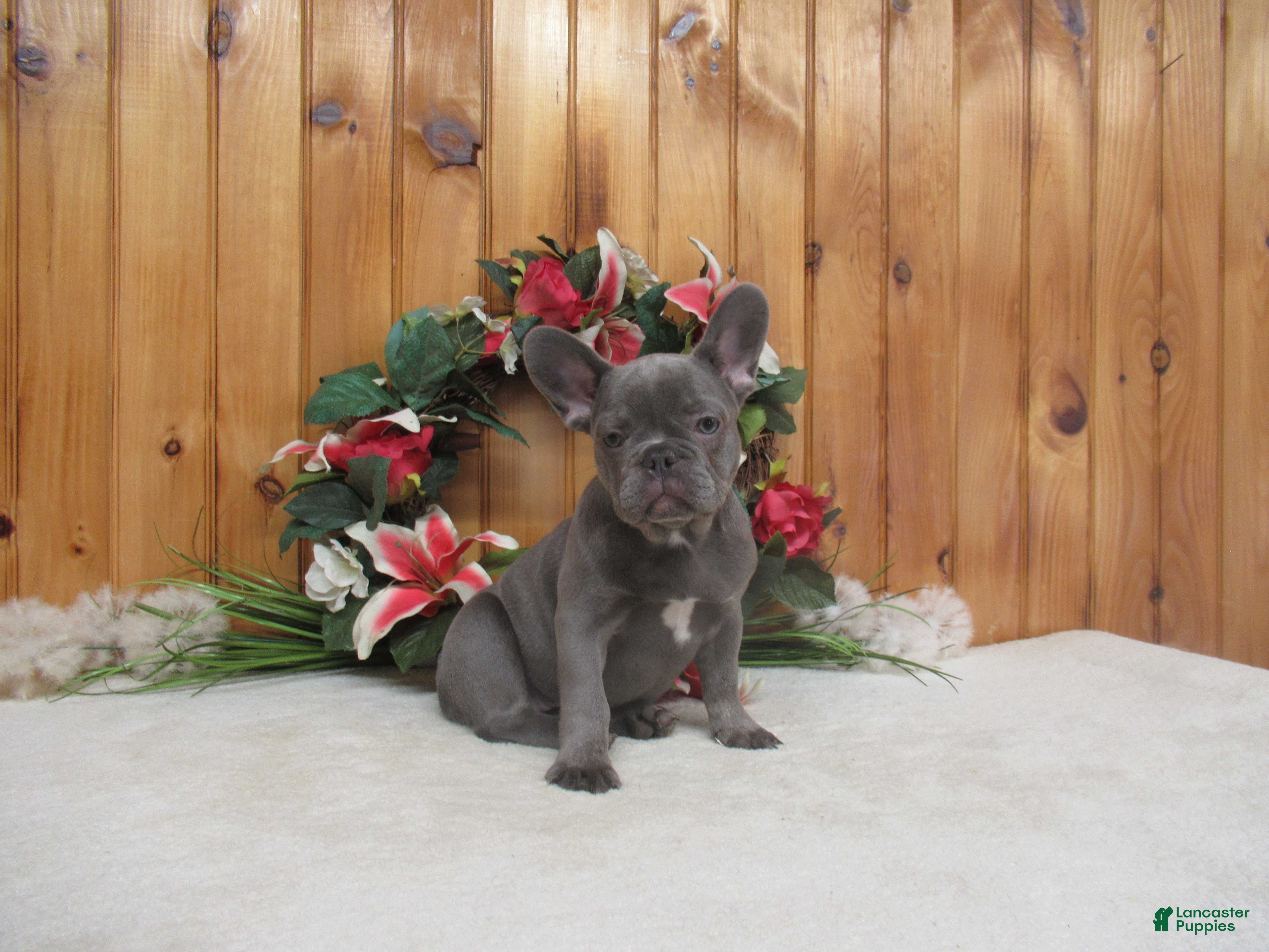 French Bulldog dogs for sale: AKC Ruthie - Ad 1