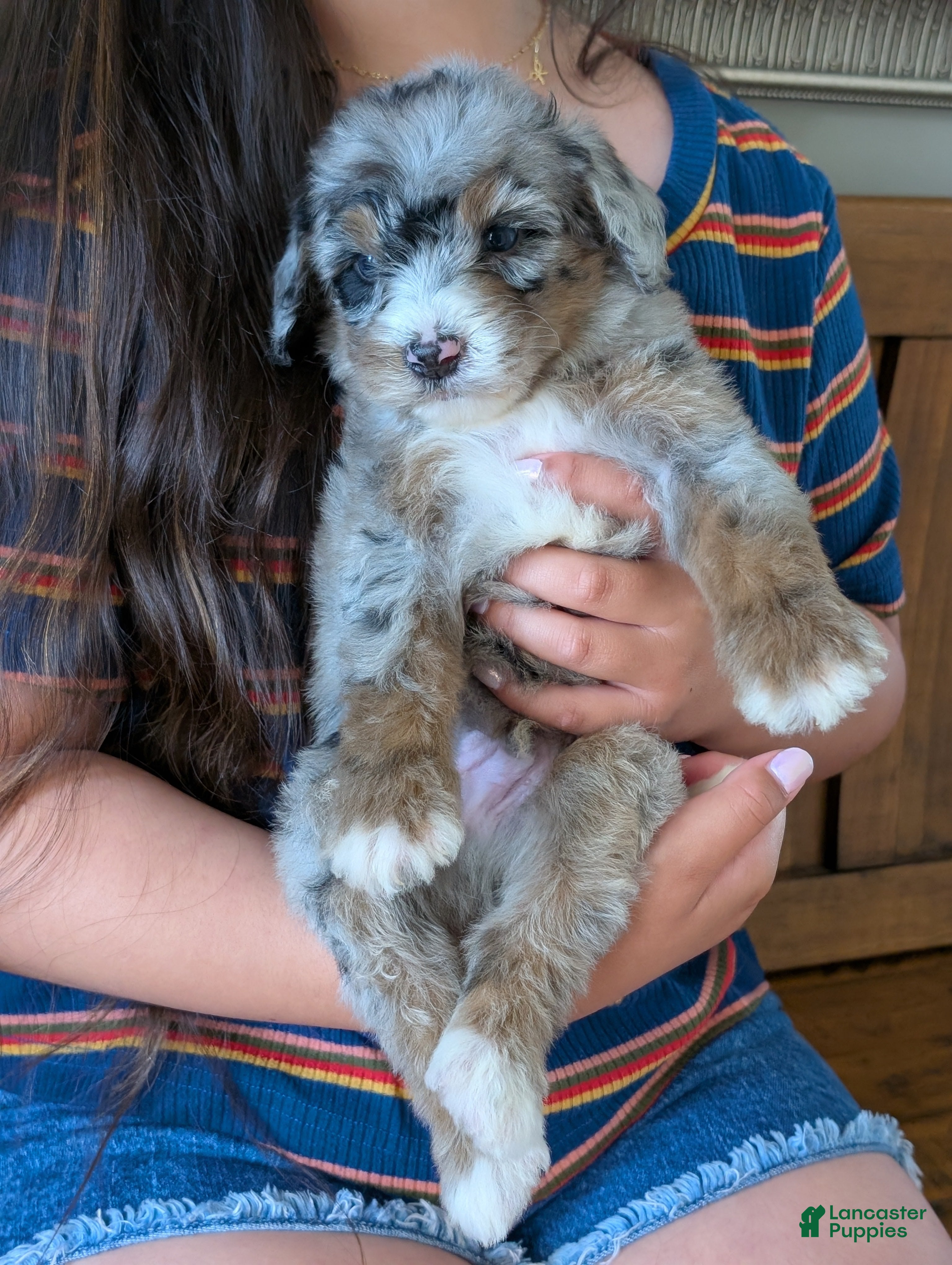 Mixed Breed dogs JASPER - Ad 1