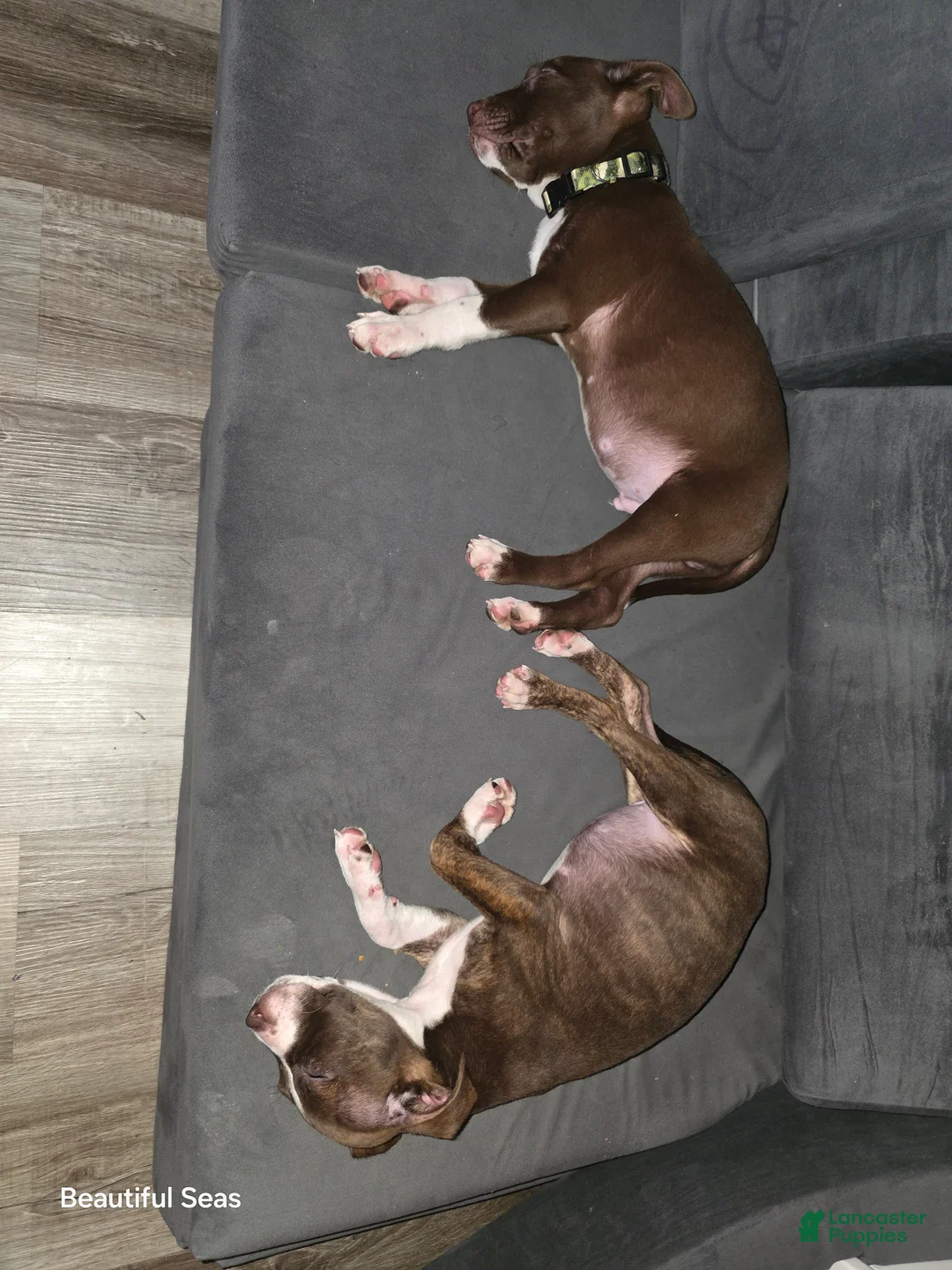 American Pit Bull Terrier dogs for sale: American Pit Bull Terrier Puppy 2 - Ad 2