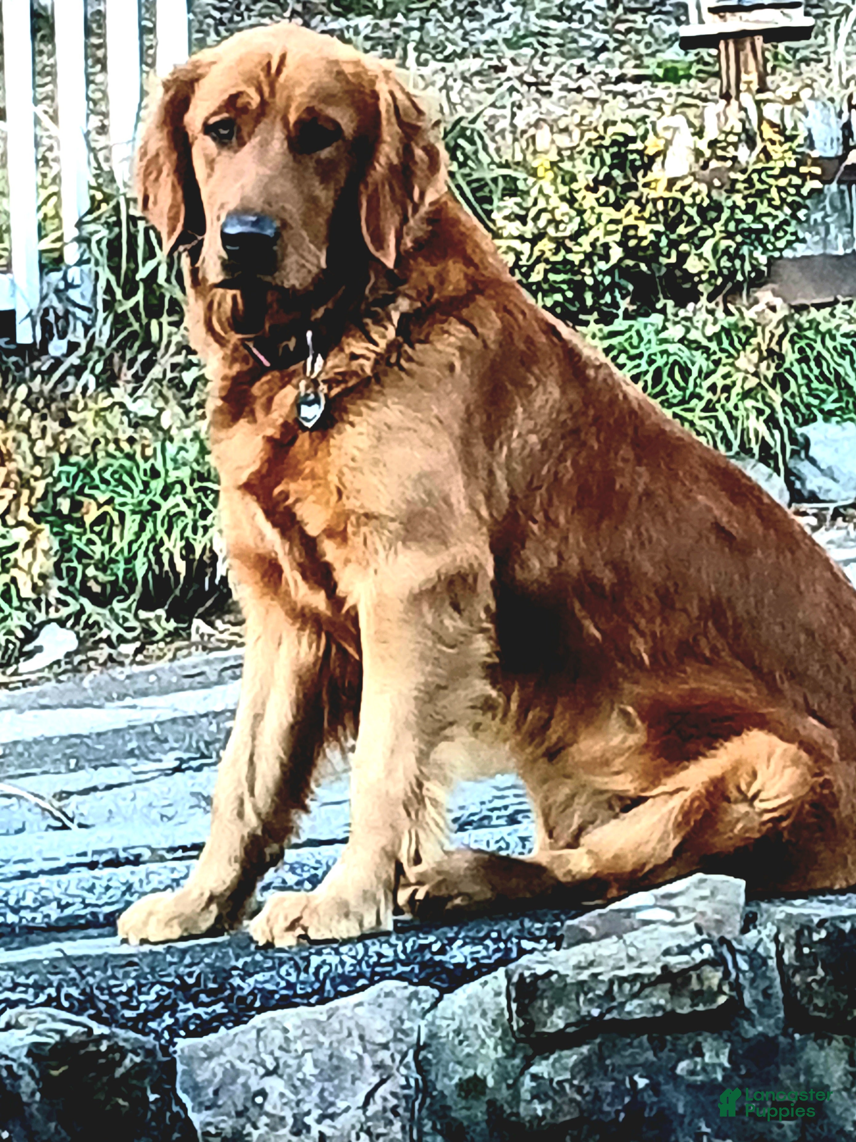 Dark brown Golden Retriever Puppies for sale Lancaster Puppies