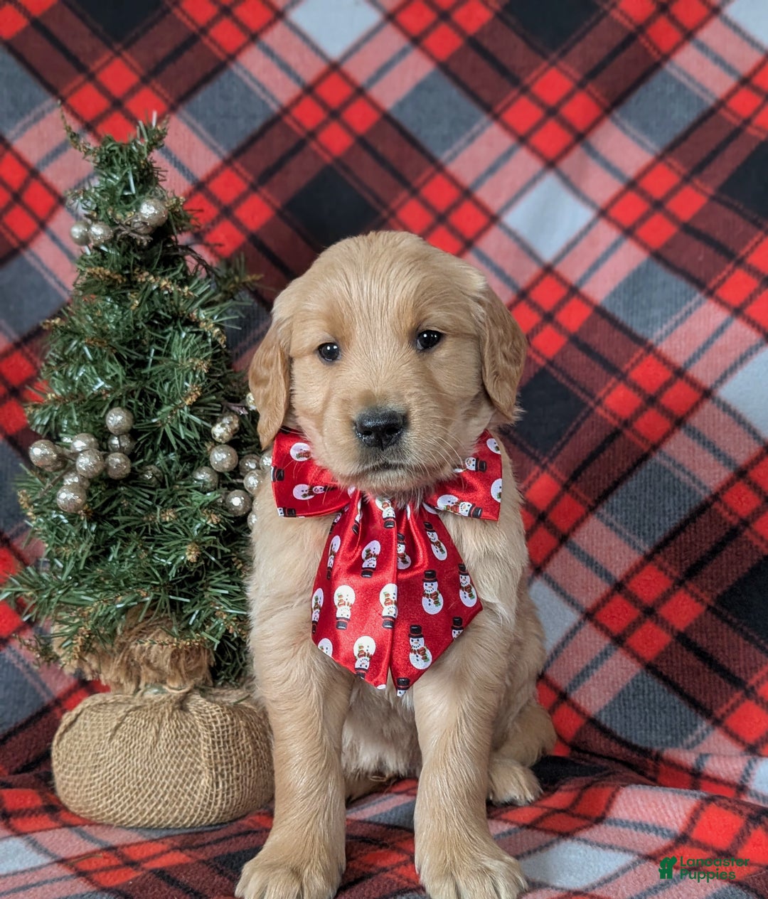 Golden Retriever dogs for sale: Boyd - Ad 3