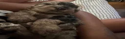 Cockapoo dogs for sale: Storm - Ad 6