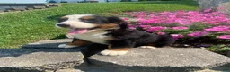 Bernese Mountain Dog dogs for sale: Rosie - Ad 4