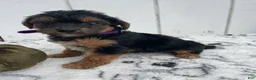 Yorkiepoo dogs for sale: Bailey - Ad 4