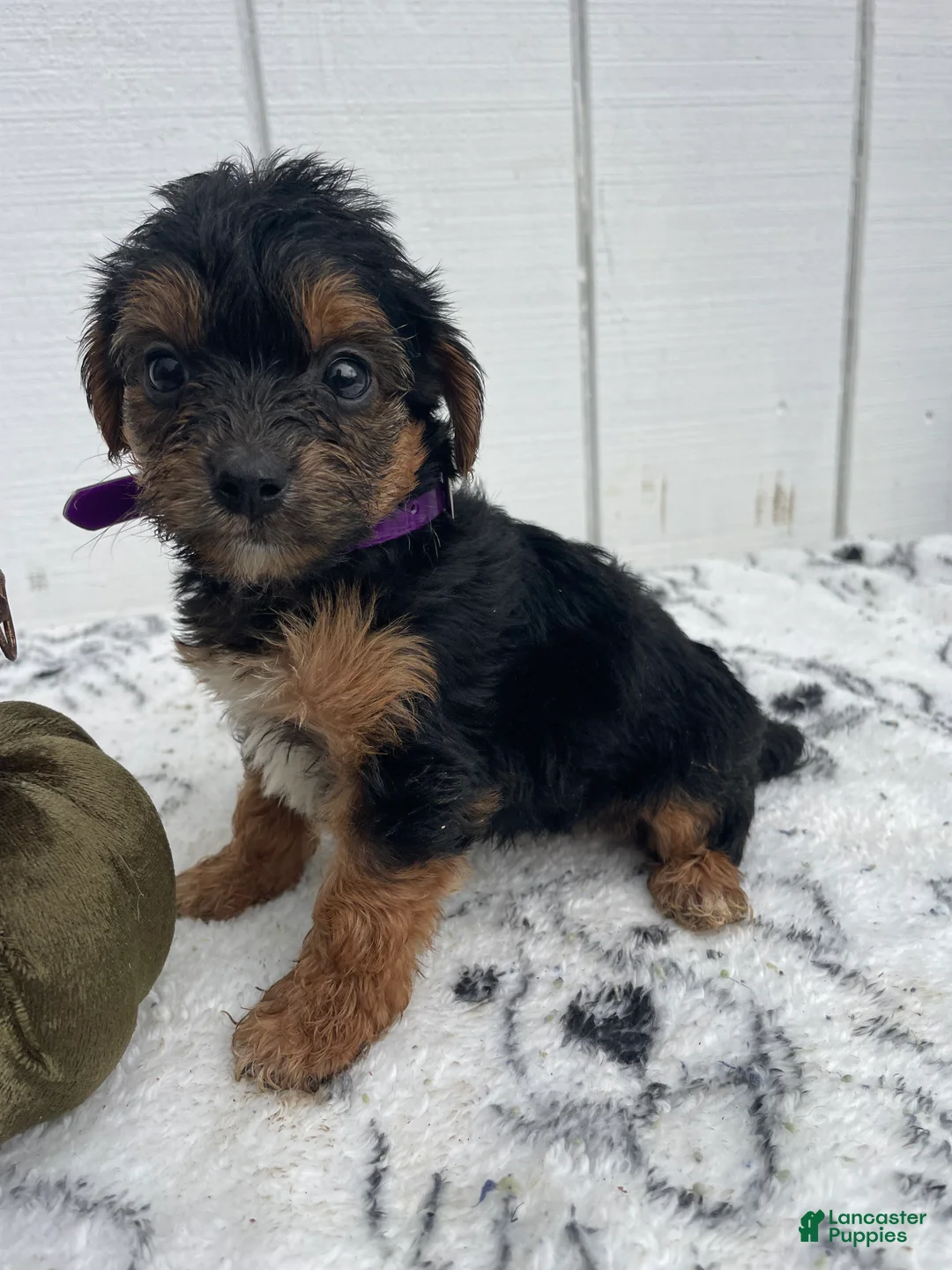 Yorkiepoo dogs for sale: Bailey - Ad 4