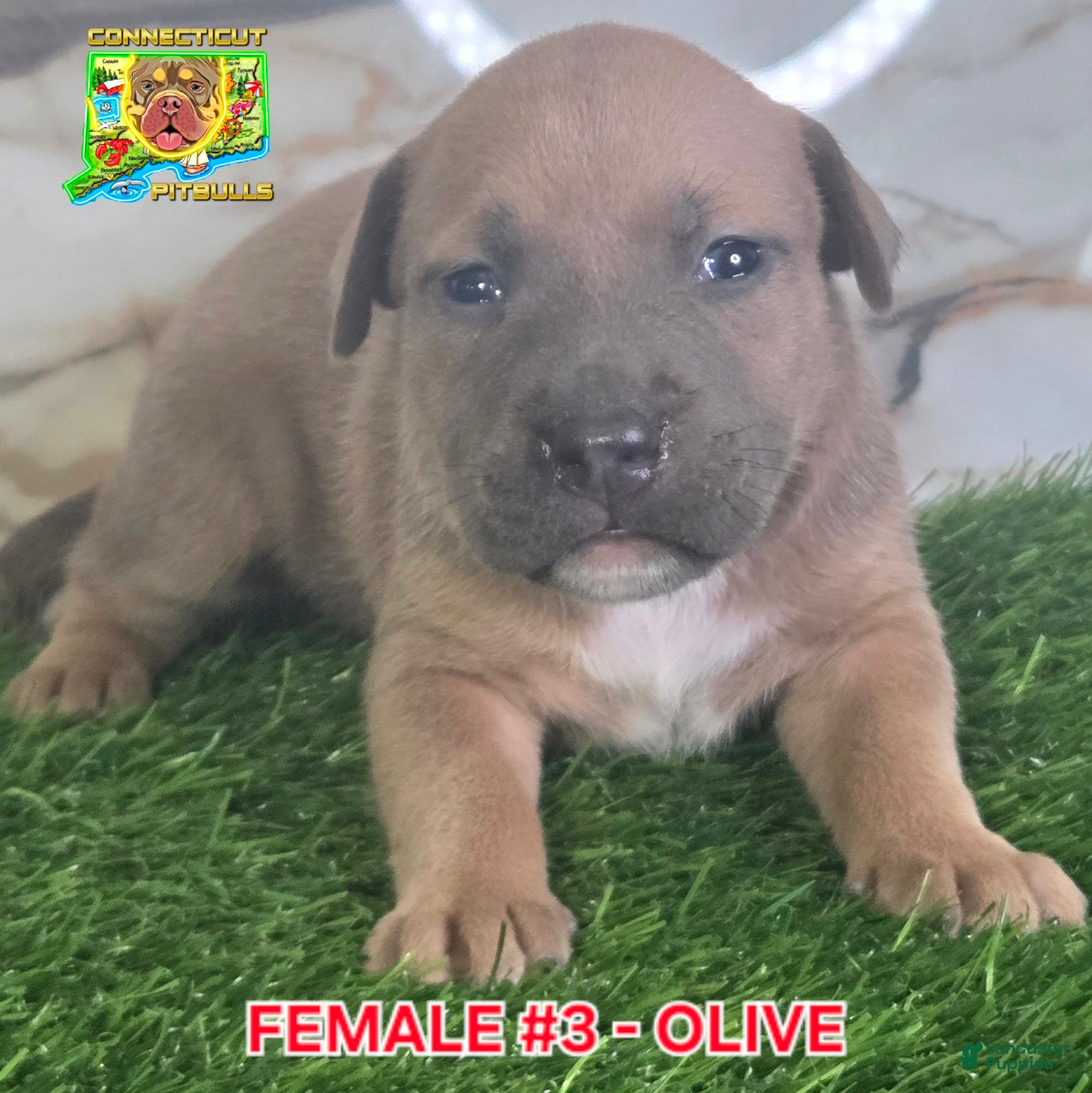 American Bully dogs OLIVE - Ad 33