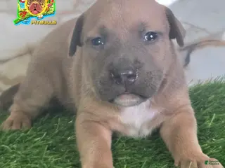 American Bully dogs OLIVE - Ad 33