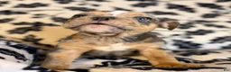 English Bulldog dogs for sale: Versace - Ad 86