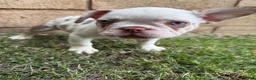 French Bulldog dogs for sale: French Bulldog 3 - Ad 12