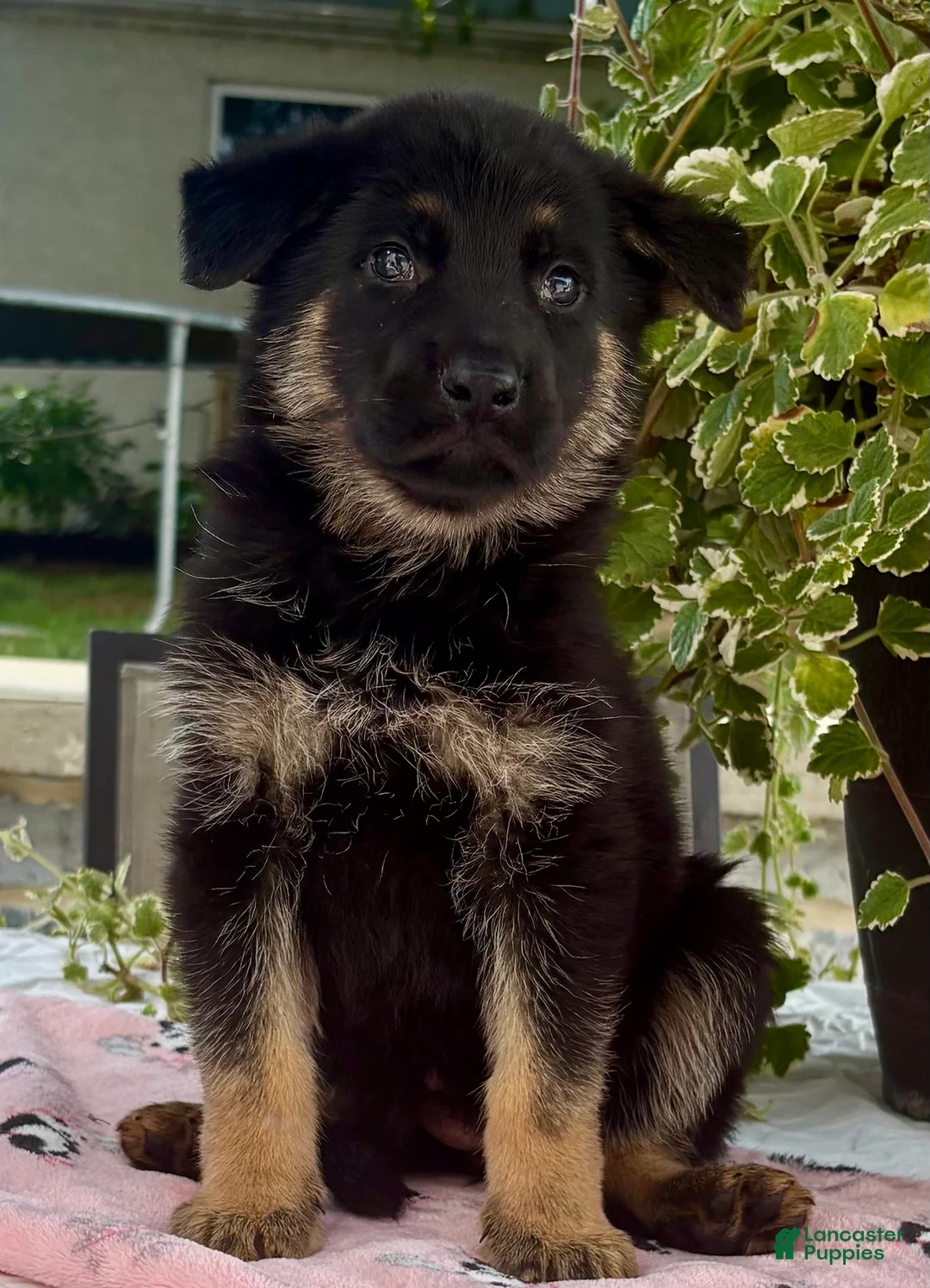 German Shepherd dogs for sale: Nikita  - Ad 1