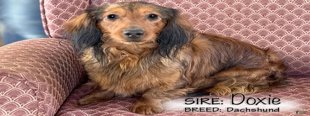 Doxie