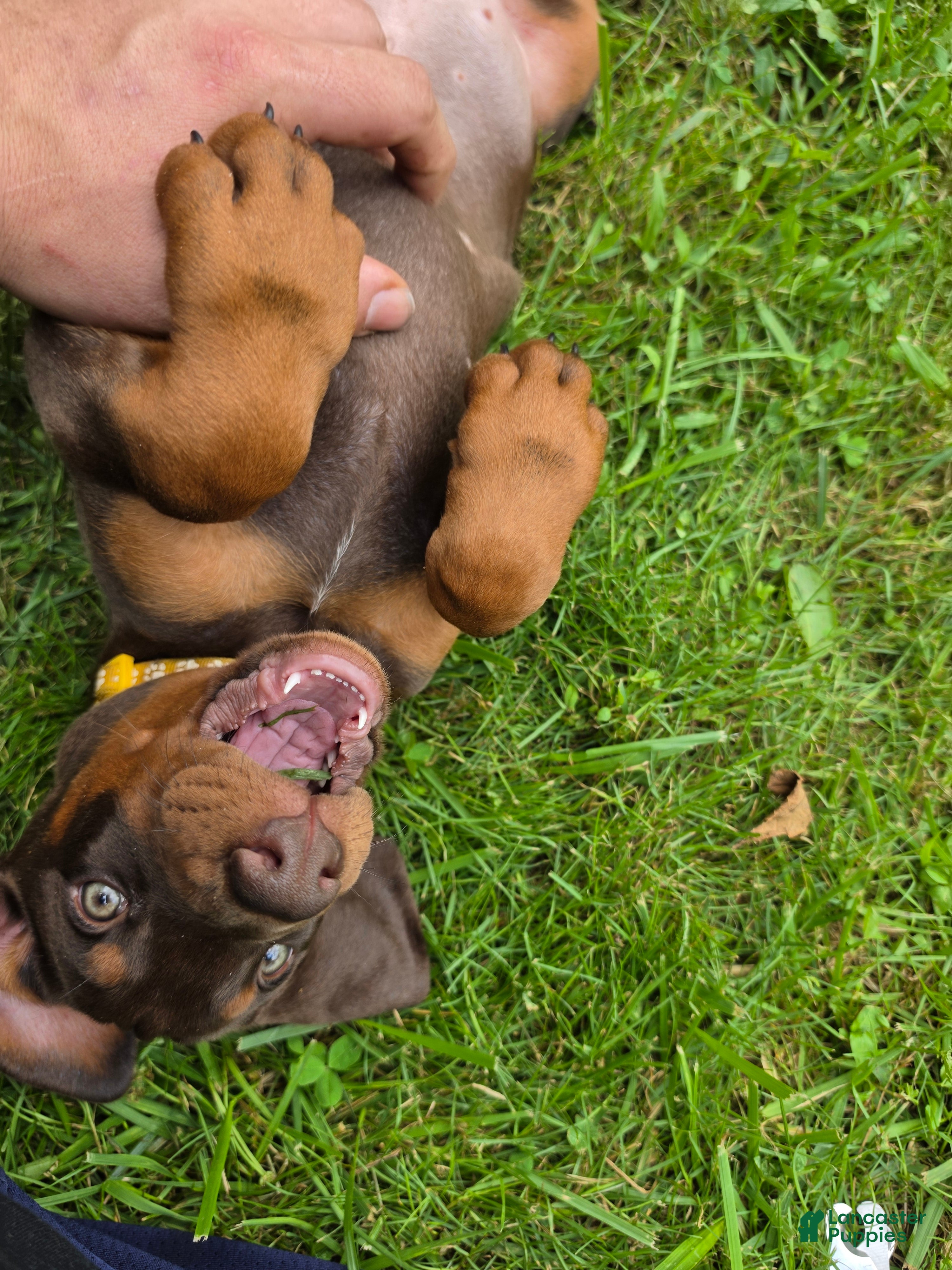 Doberman Pinscher dogs Athena - Ad 1