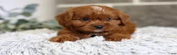 Cavapoo dogs for sale: Elliot - Ad 6