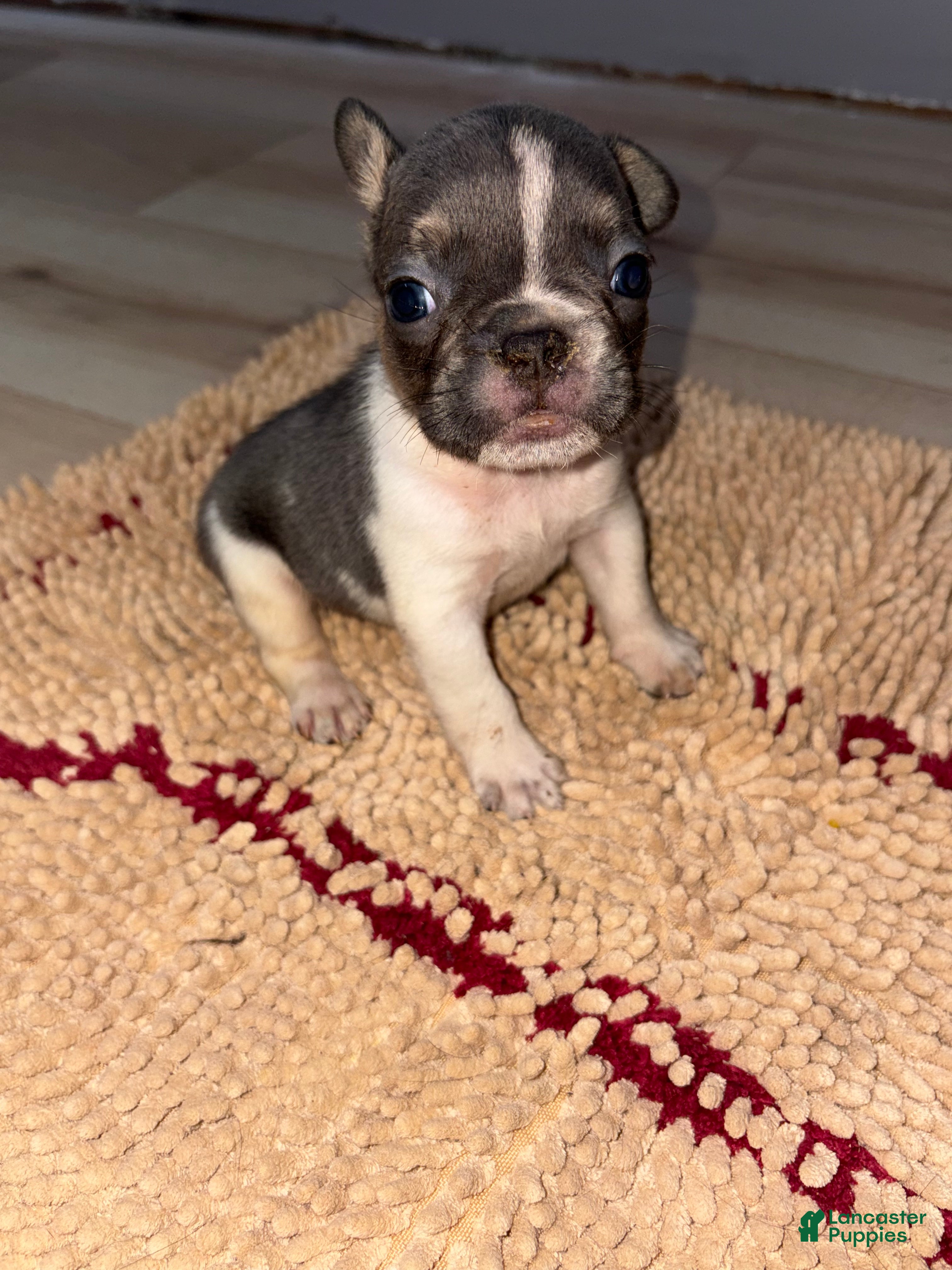 French Bulldog dogs Buggs Male - Ad 19