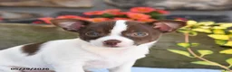 Chihuahua dogs for sale: Promise - Ad 3