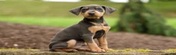 Miniature Pinscher dogs for sale: ANDREW - Ad 6